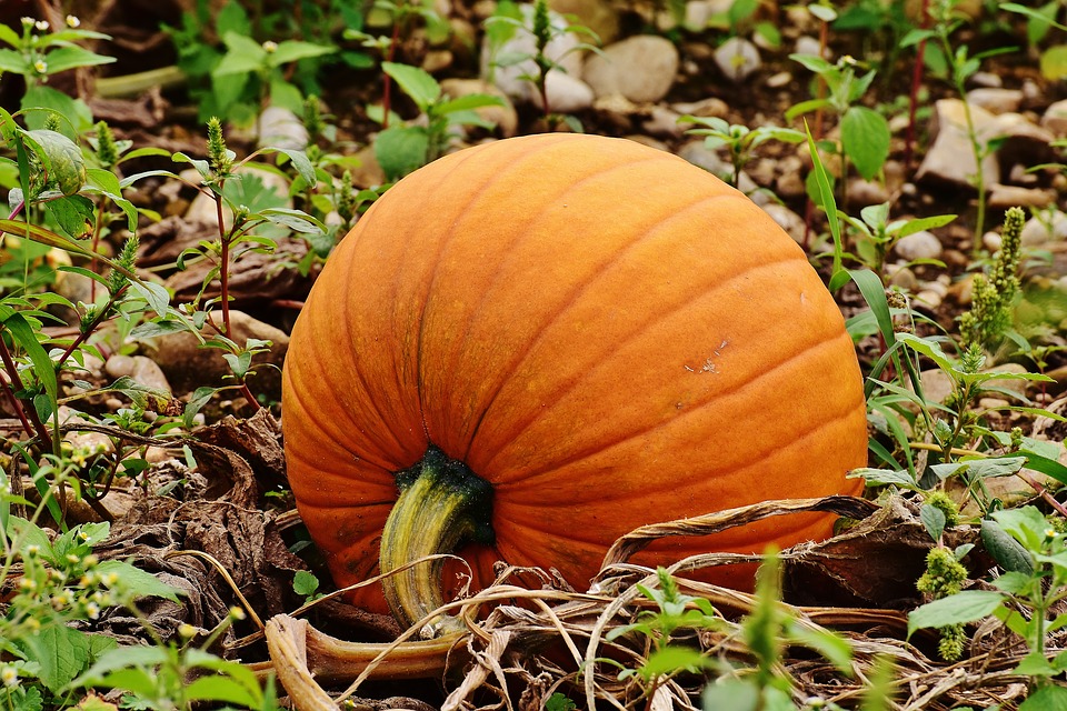 pumpkins-1642329_960_720