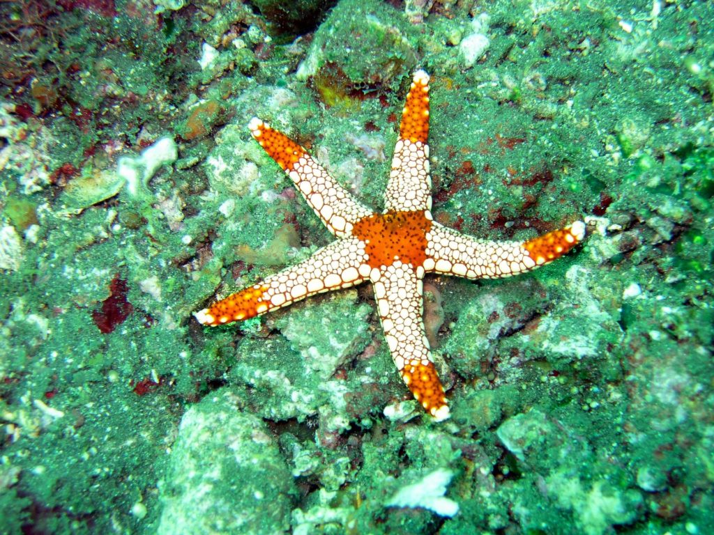 The arms of a sea star is an example of the Fibonacci sequence in nature. 