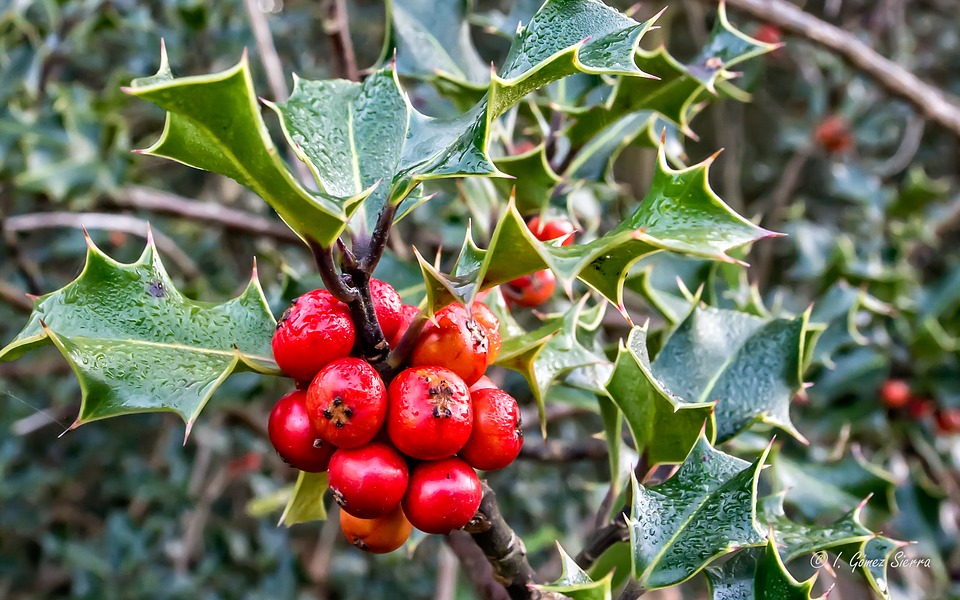 Merry Christmas Holly Berries by Marlin and Laura Hum